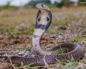 Effetto Cobra